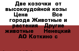 Две козочки  от высокоудойной козы › Цена ­ 20 000 - Все города Животные и растения » Другие животные   . Ненецкий АО,Коткино с.
